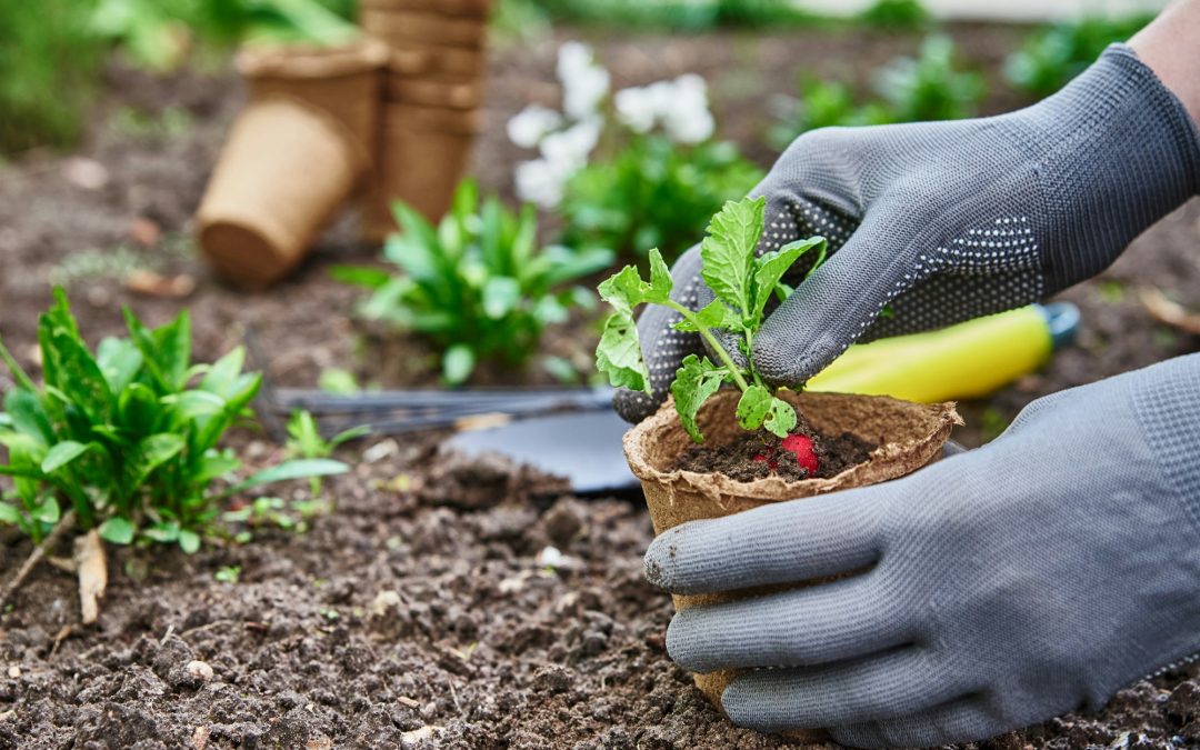 Blooming Wonders: Strategizing Your Spring Garden for Vibrant Growth