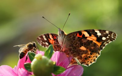 Nurturing Nature’s Navigators: The Essential Guide to Crafting Pollinator Pathways