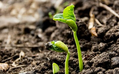 The Hidden Garden: Germinating Seeds from Your Kitchen Pantry