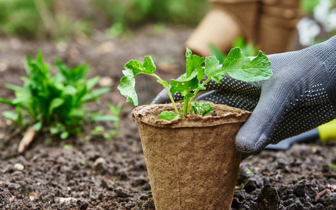 Shedding Light on Your Garden: Understanding Plant Light Requirements and Solutions for Low Light Areas